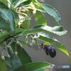 夏の記憶　７月　熊蜂働く