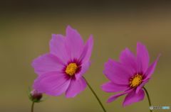 風に踊る　ダンサー