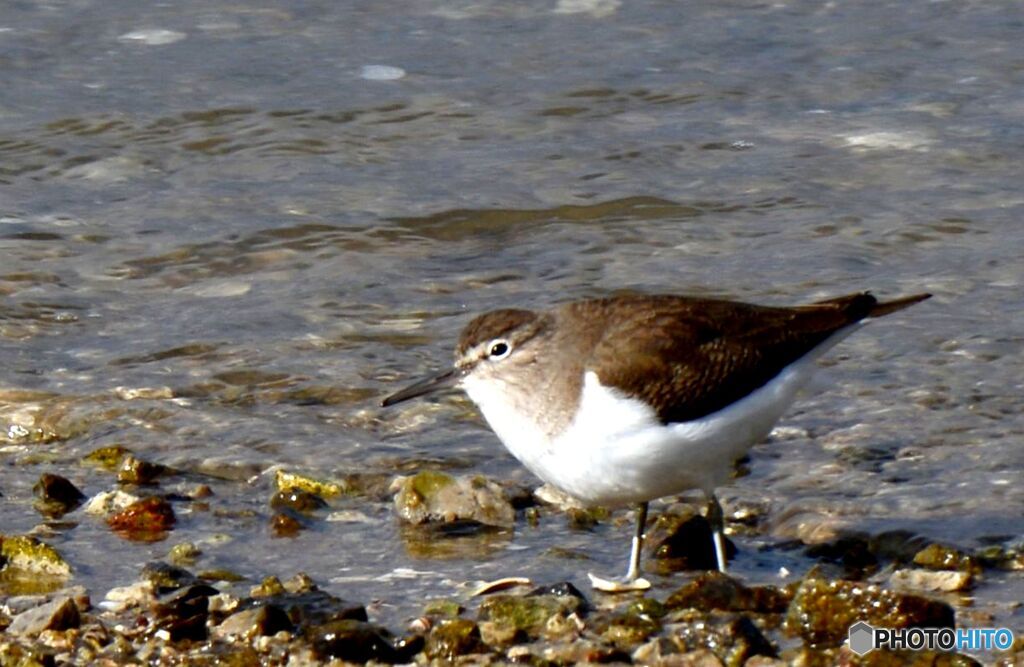 餌を探すいそしぎ