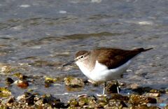 餌を探すいそしぎ