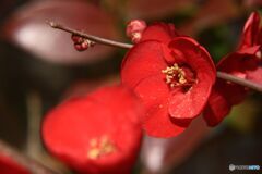 ボケの花