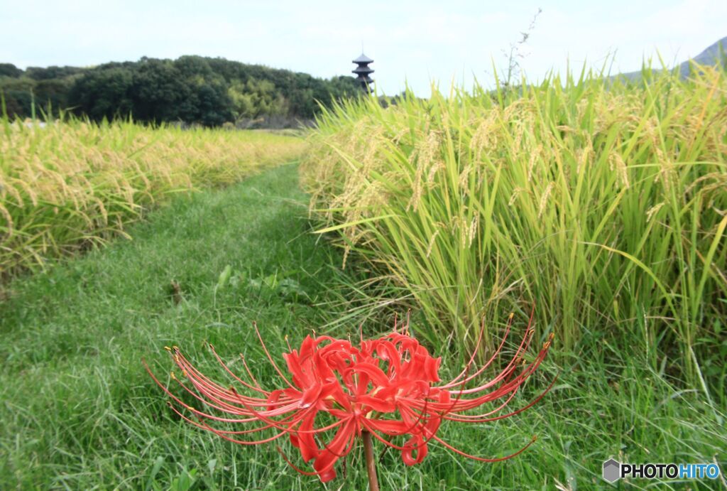 塔　稲穂　彼岸花