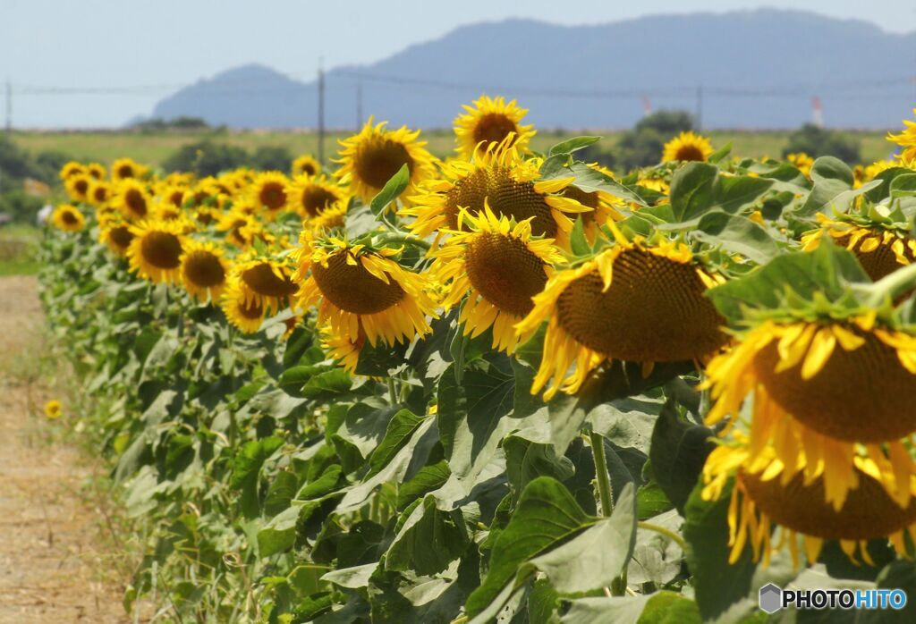 夏の記憶　7月　暑くて