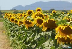 夏の記憶　7月　暑くて