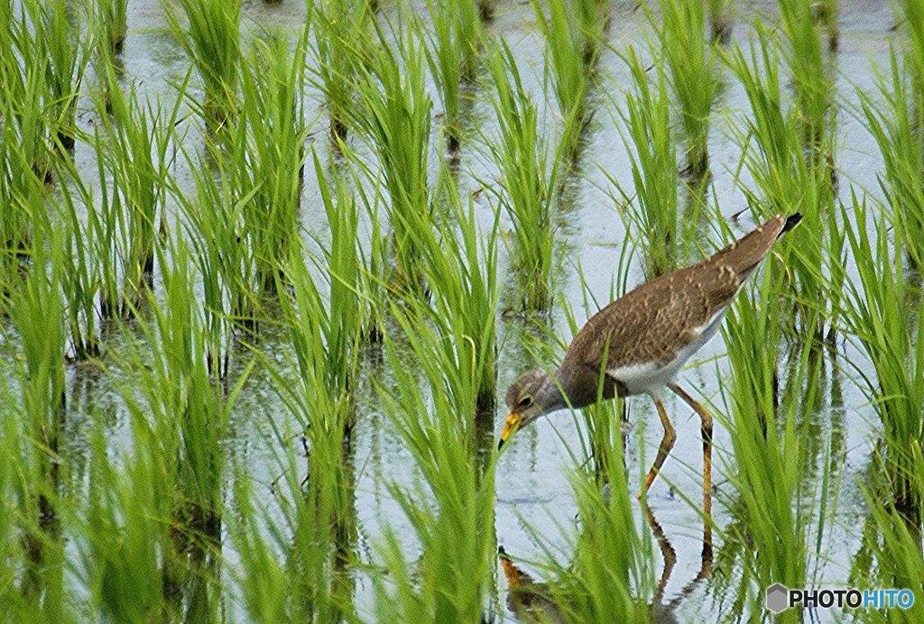 探餌