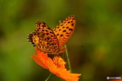 秋　ヒョウモンチョウ蜜をとる