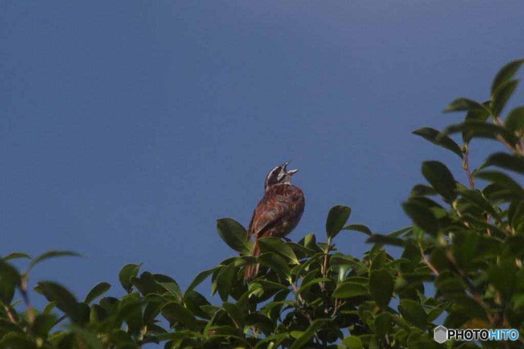 ホオジロ　鳴く