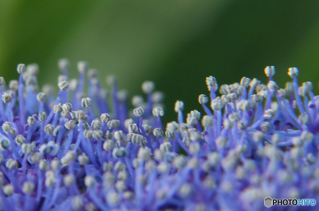  Flower of  Hydrangea