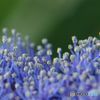  Flower of  Hydrangea