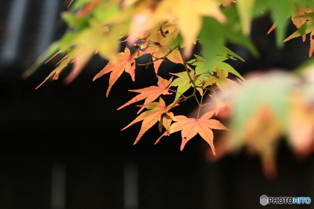 宝福寺の秋（１）