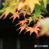 宝福寺の秋（１）