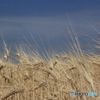 収穫間際の麦