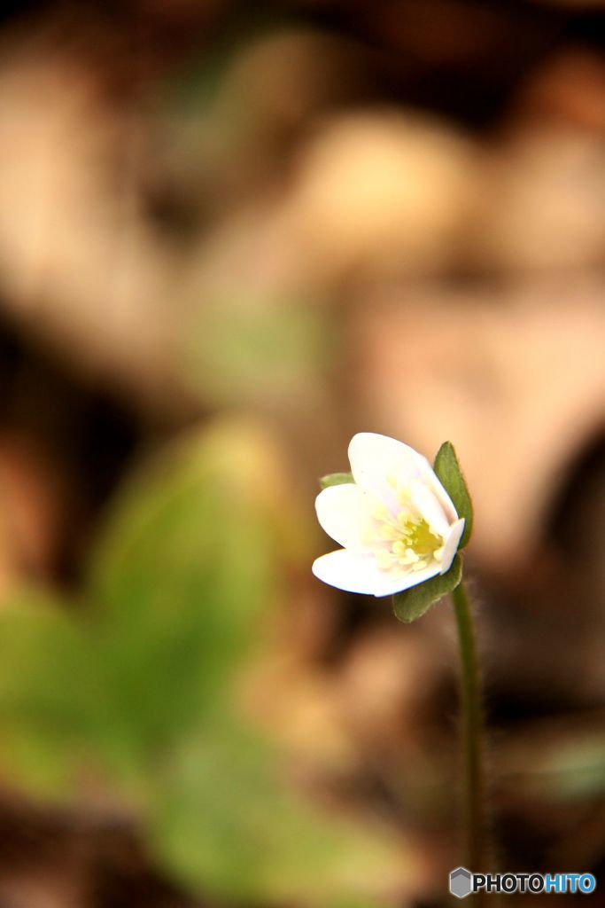 可憐　白いユキワリソウ