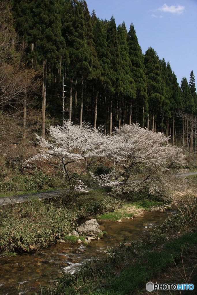 2017年　最後に見る桜（1）