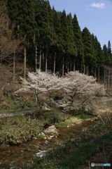 2017年　最後に見る桜（1）