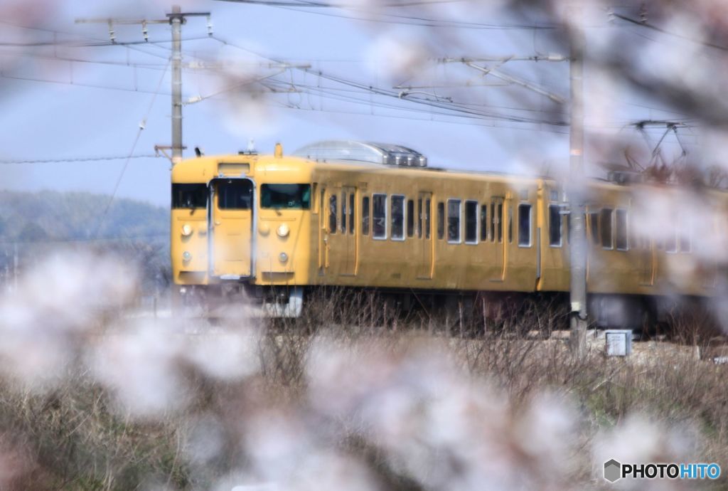 桜の花の間から