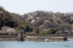 山桜のある集落