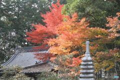 燃える秋の寺