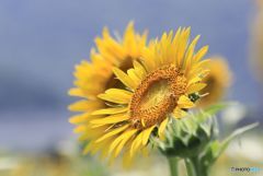 夏の日に力強く