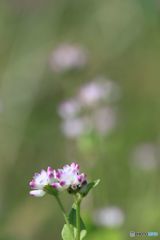 ミゾソバの花が咲きだした