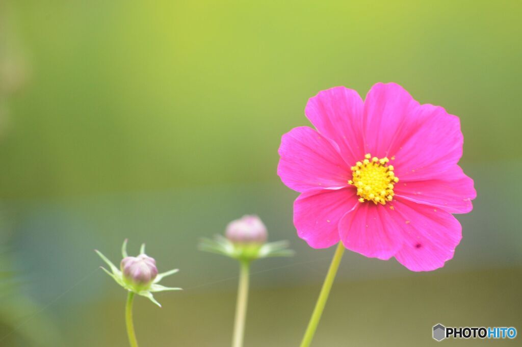 こ・す・・も・す　（１）