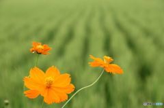 蔵出し　　夏コスモス