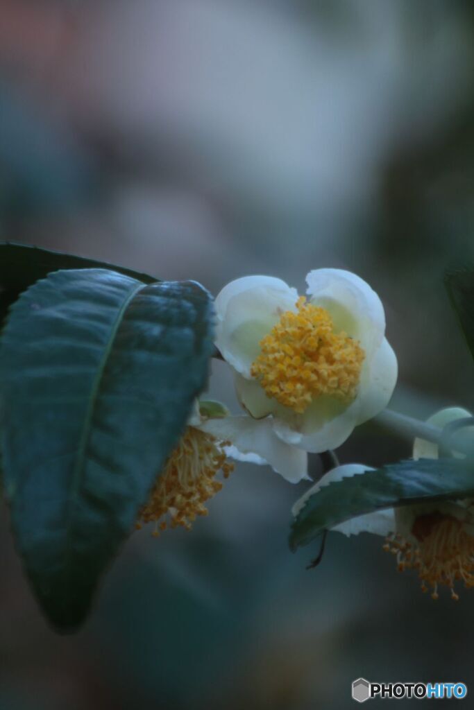 茶花