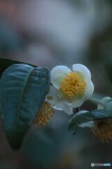 茶花