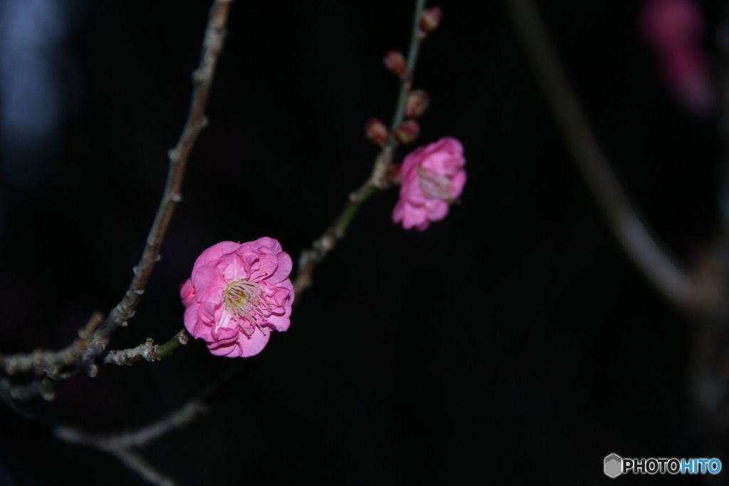 梅の花