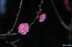 梅の花