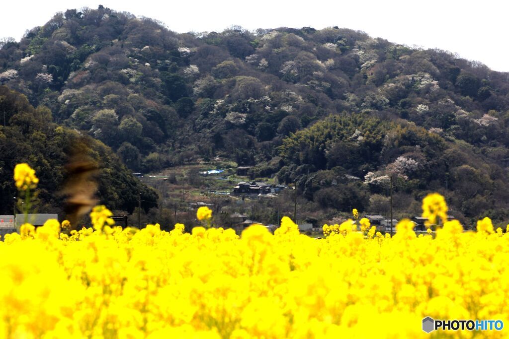 山桜の風景と菜の花