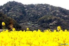 山桜の風景と菜の花