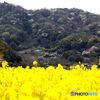 山桜の風景と菜の花