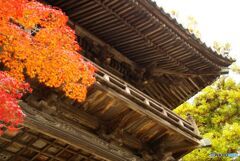 山門と紅葉