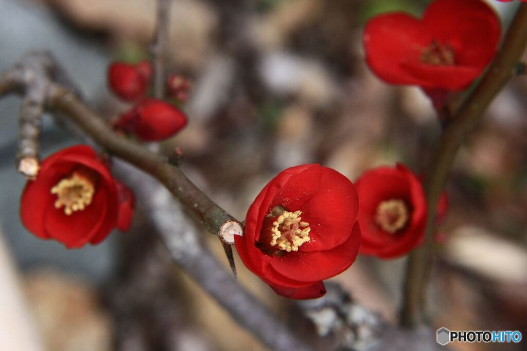 木瓜の花