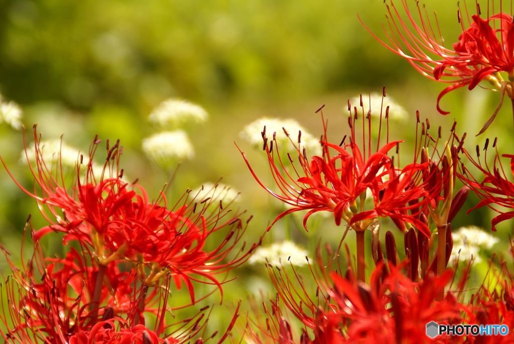 紅白花合戦