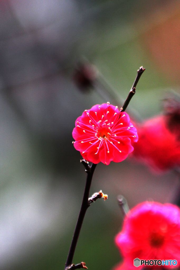 真紅の梅