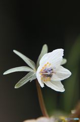 古い写真から　節分草　