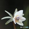 古い写真から　節分草　