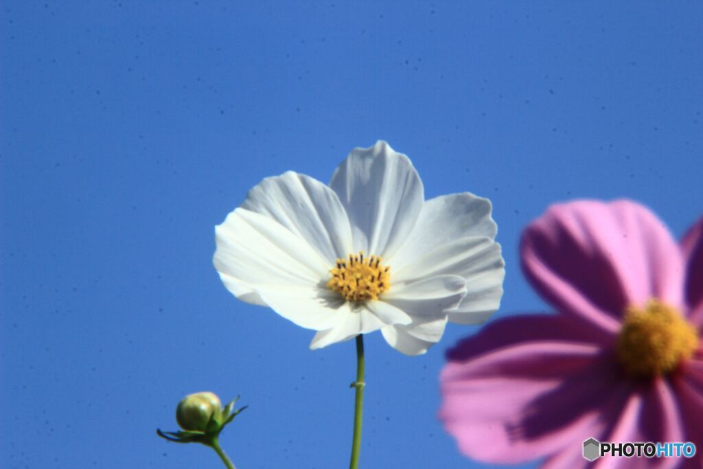 白いコスモスの花