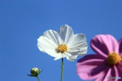 白いコスモスの花