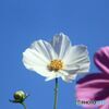 白いコスモスの花