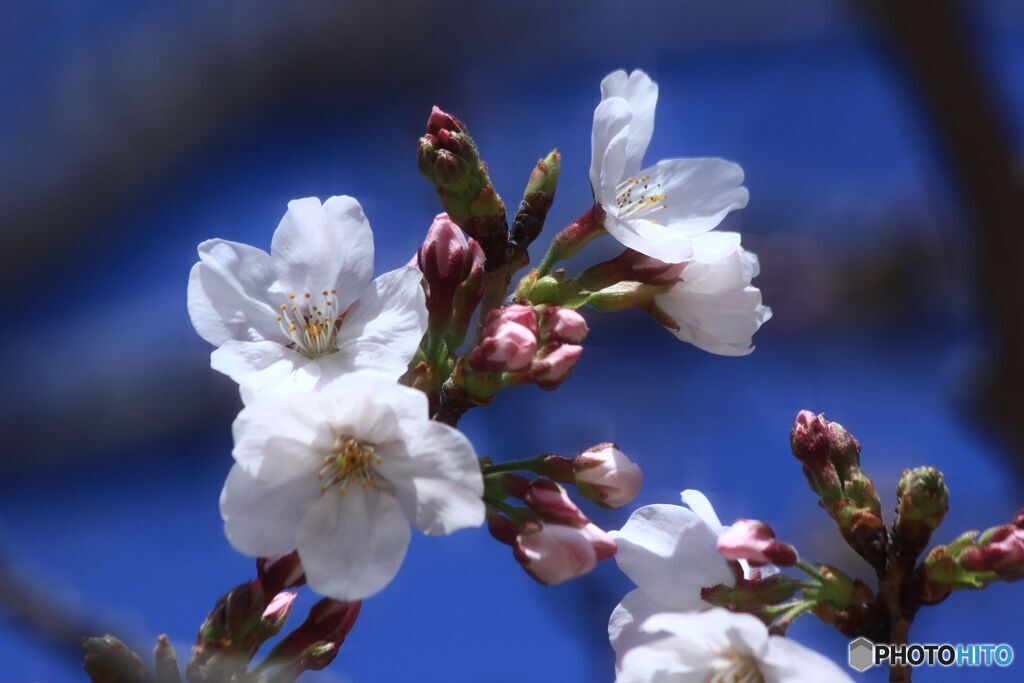 公園の桜　3月22日