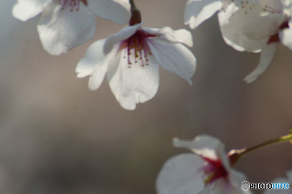 last cherry blossom