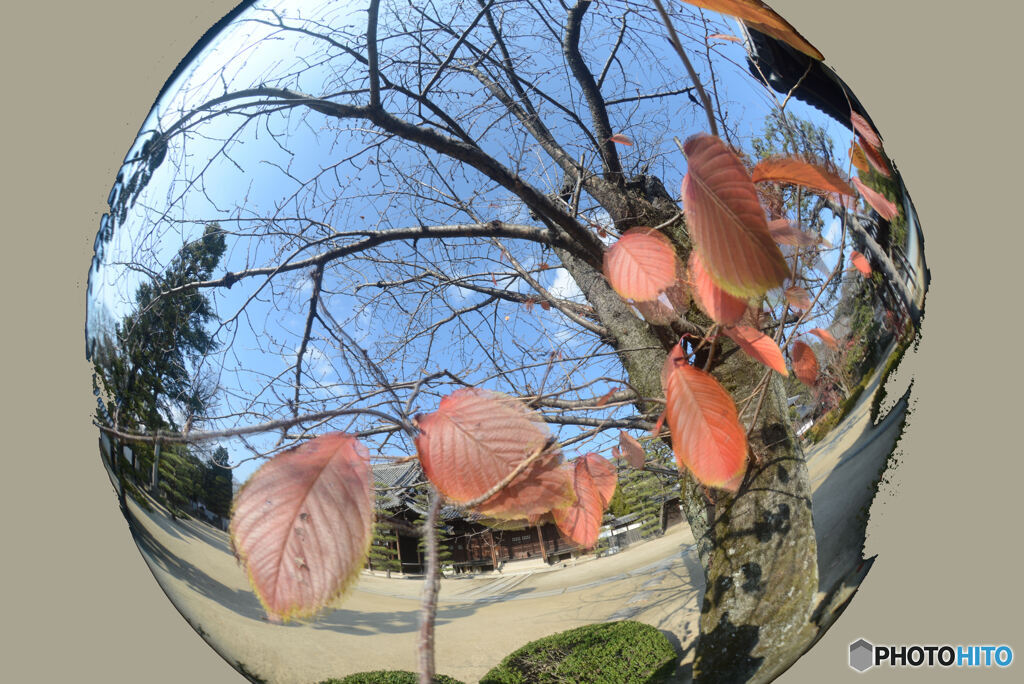 魚眼　初撮り　　さくら