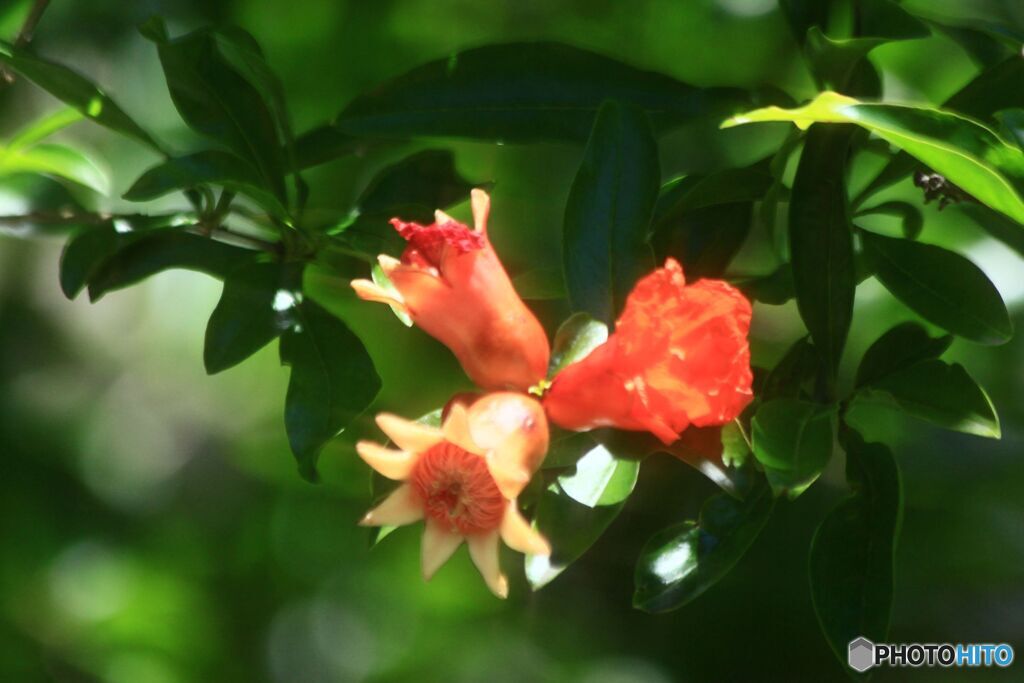 再び　　ザクロの花