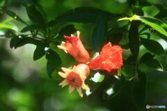 再び　　ザクロの花