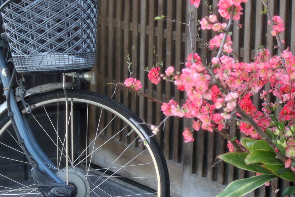 街角　（車輪と格子と木瓜の花）