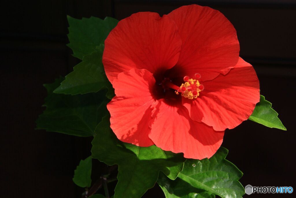 軒先で見たハイビスカス