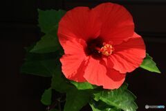 軒先で見たハイビスカス
